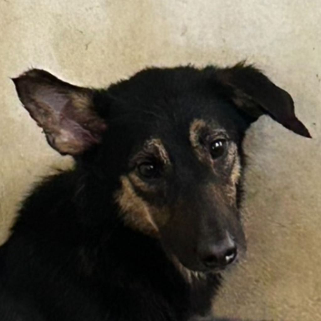 Photo of No. PAAAG1120510013, Adult · Female · Medium · Mixed breed