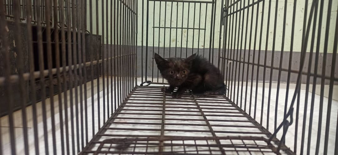 Black young female mixed-breed cat, Small, shelter no. …3C01