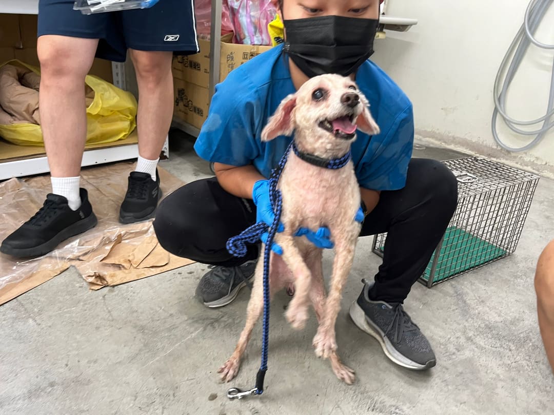 Photo of No. VAAAG113092401, Adult · Male · Small · poodle