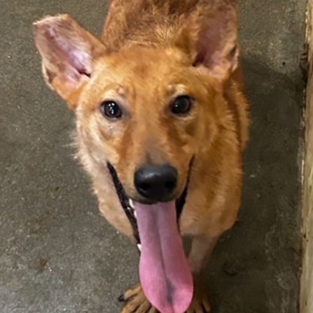 Photo of No. PAAAG1120306004, Adult · Female · Medium · Mixed breed