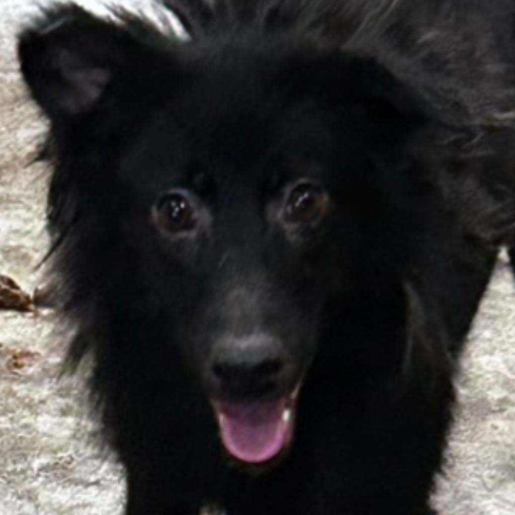 Photo of No. PAAAG1120110018, Adult · Female · Medium · Mixed breed