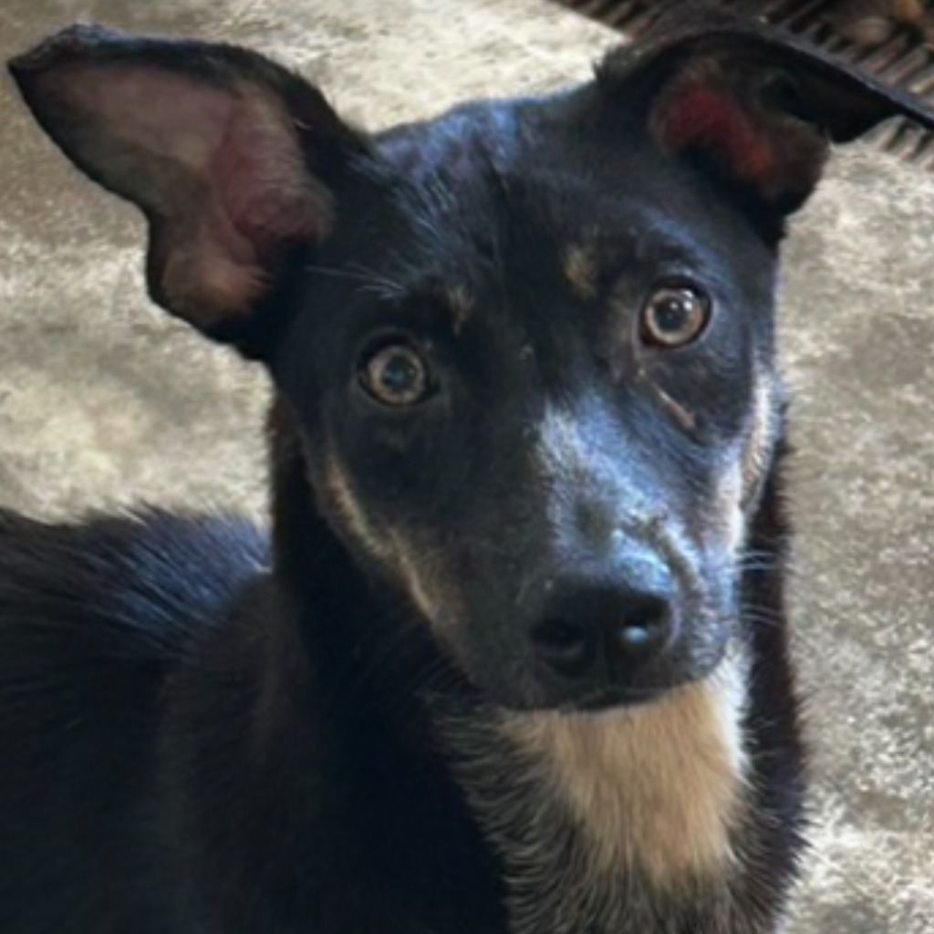 Photo of No. PAAAG1121219019, Adult · Female · Medium · Mixed breed