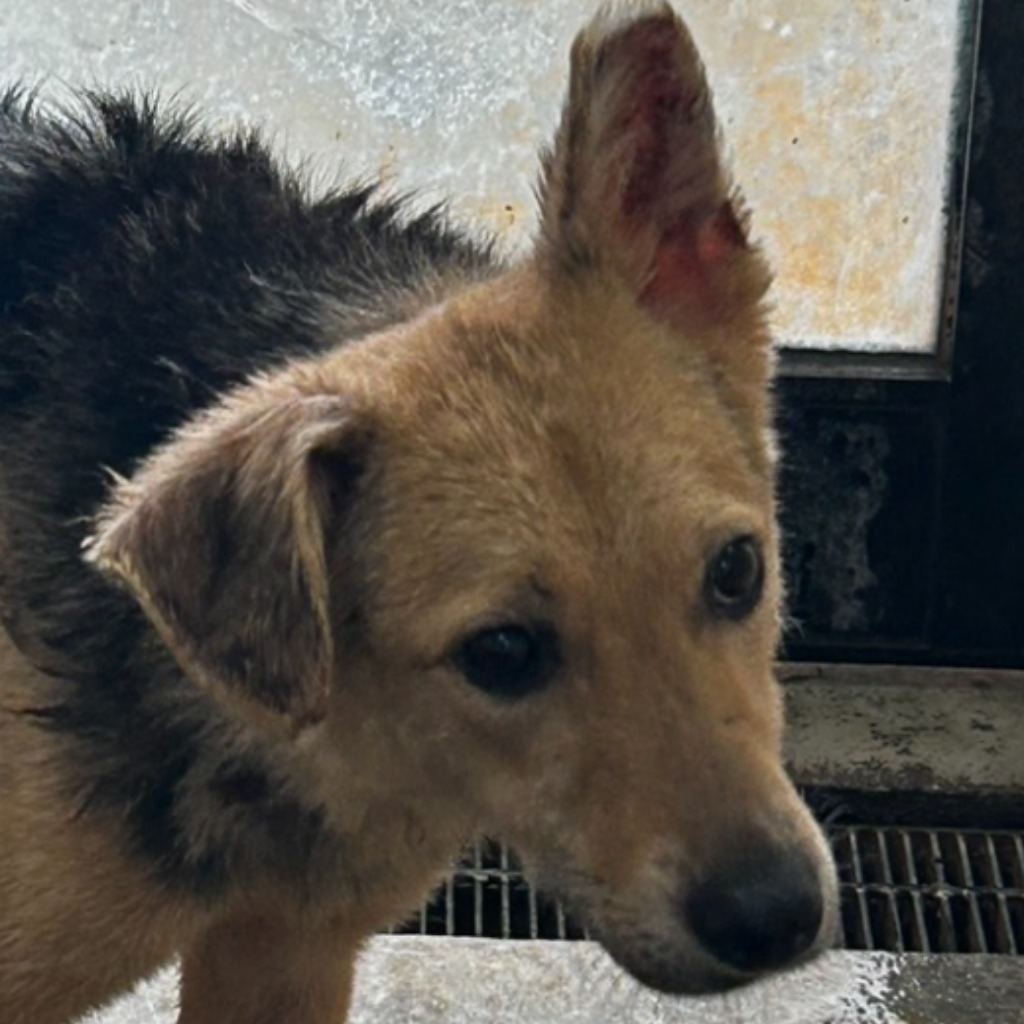Photo of No. PAAAG1120213048, Adult · Female · Medium · Mixed breed