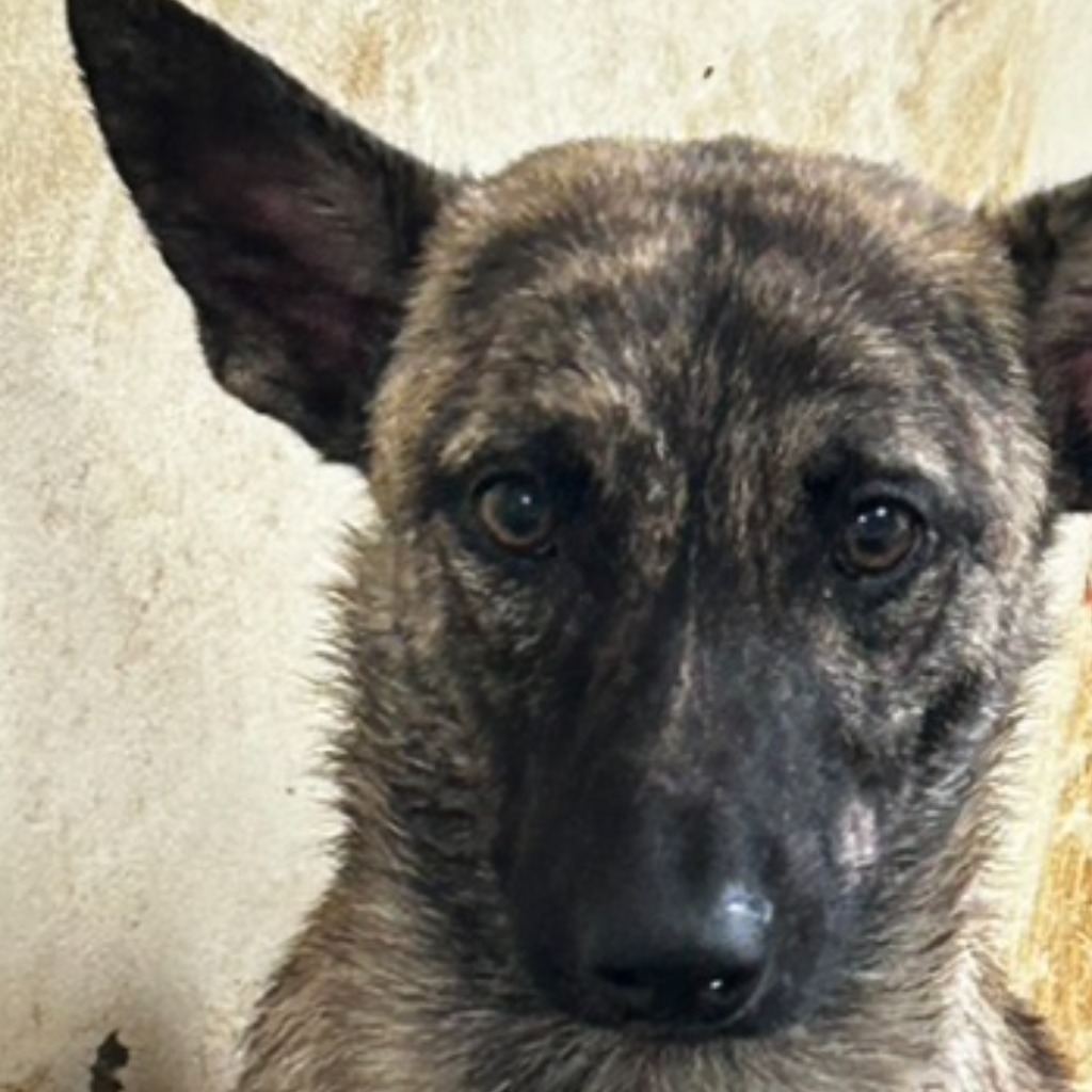 Photo of No. PAAAG1130314018, Adult · Male · Large · Mixed breed