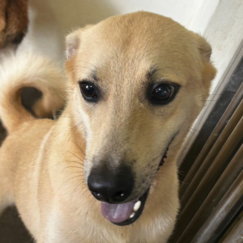 Tan adult female mixed-breed dog, Medium, shelter no. …7007