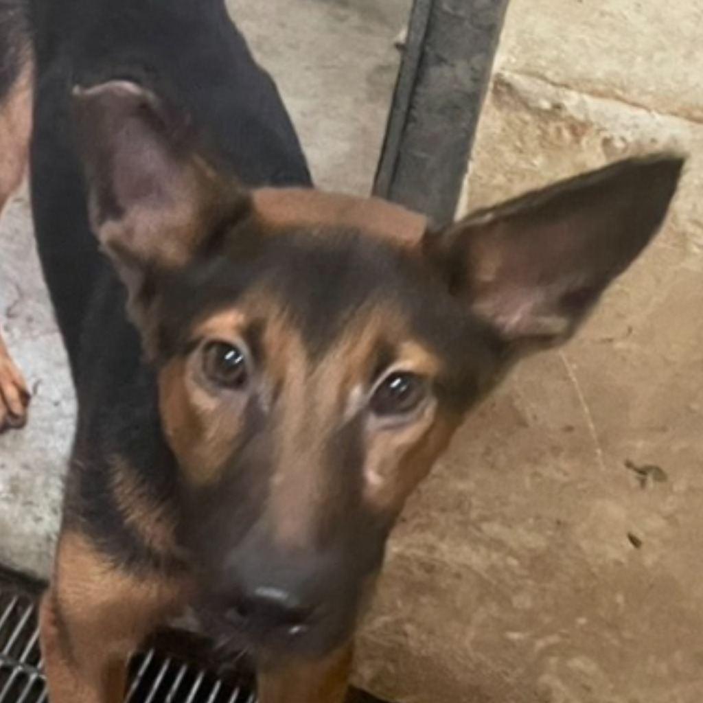 Photo of No. PAAAG1130325033, Adult · Female · Medium · Mixed breed