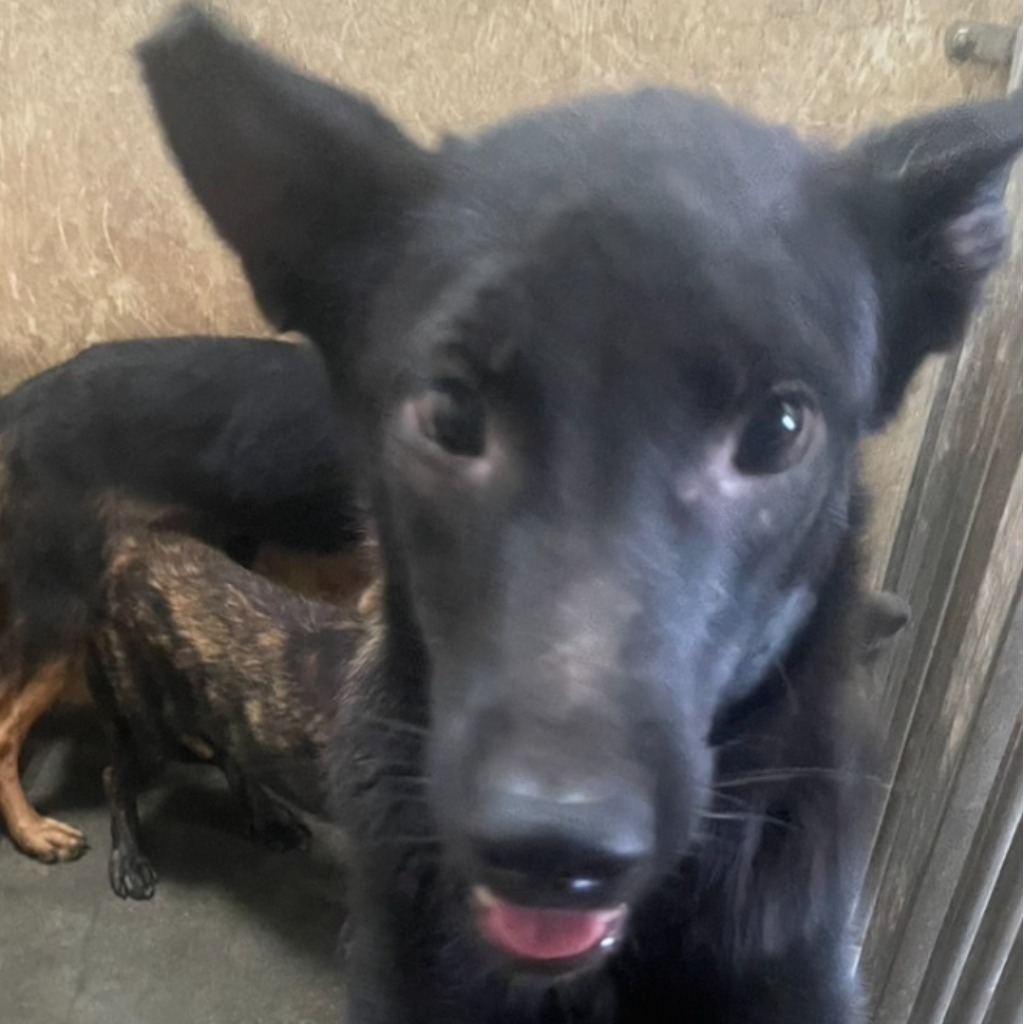 Photo of No. PAAAG1130111009, Adult · Female · Large · Mixed breed