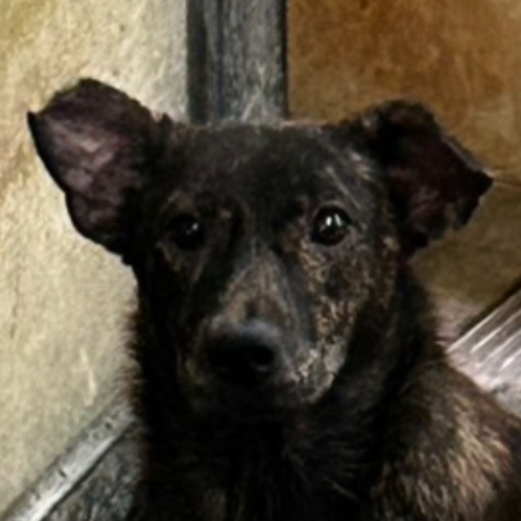 Tabby adult female mixed-breed dog, Medium, shelter no. …7034