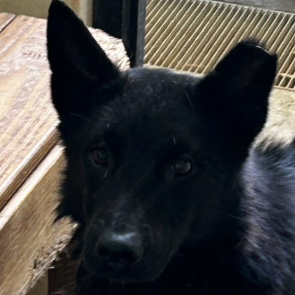 Photo of No. PAAAG1120217059, Adult · Male · Medium · Mixed breed