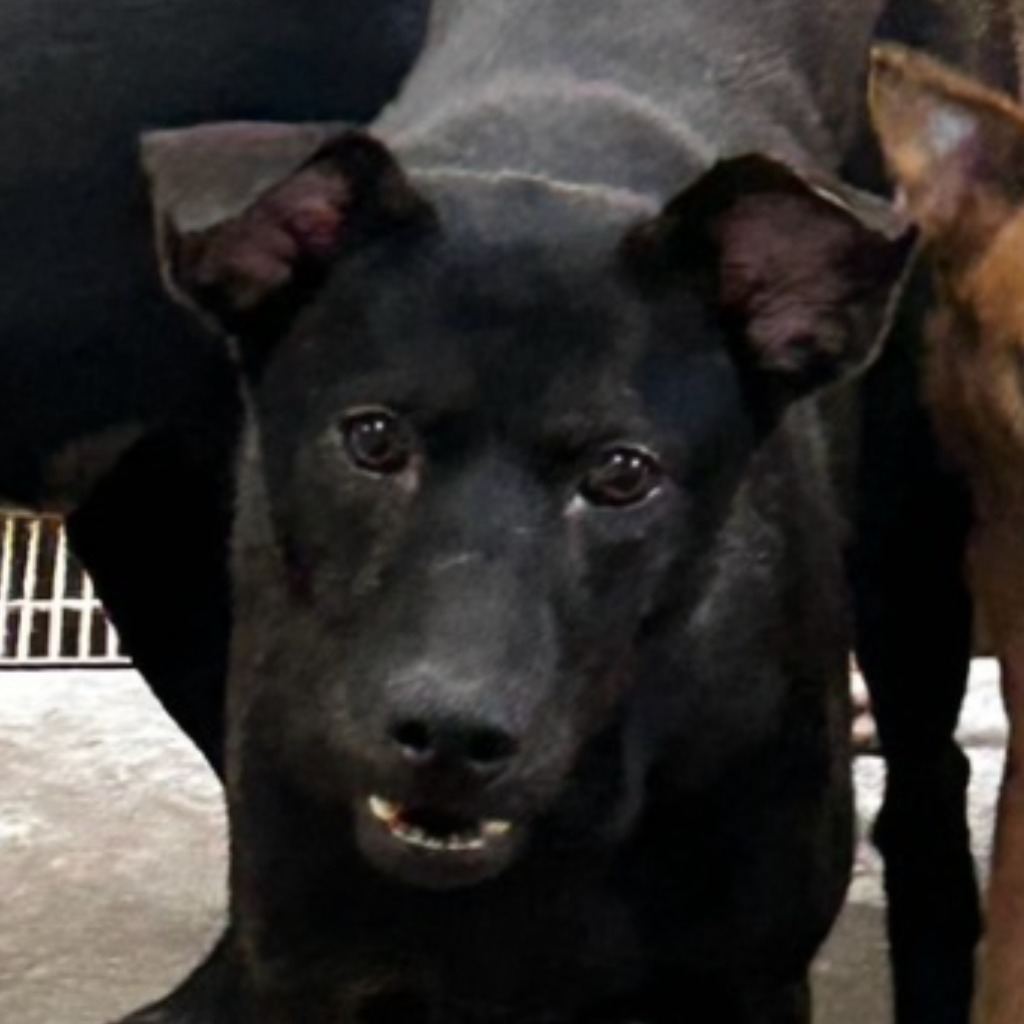 Photo of No. PAAAG1111011011, Adult · Male · Large · Mixed breed