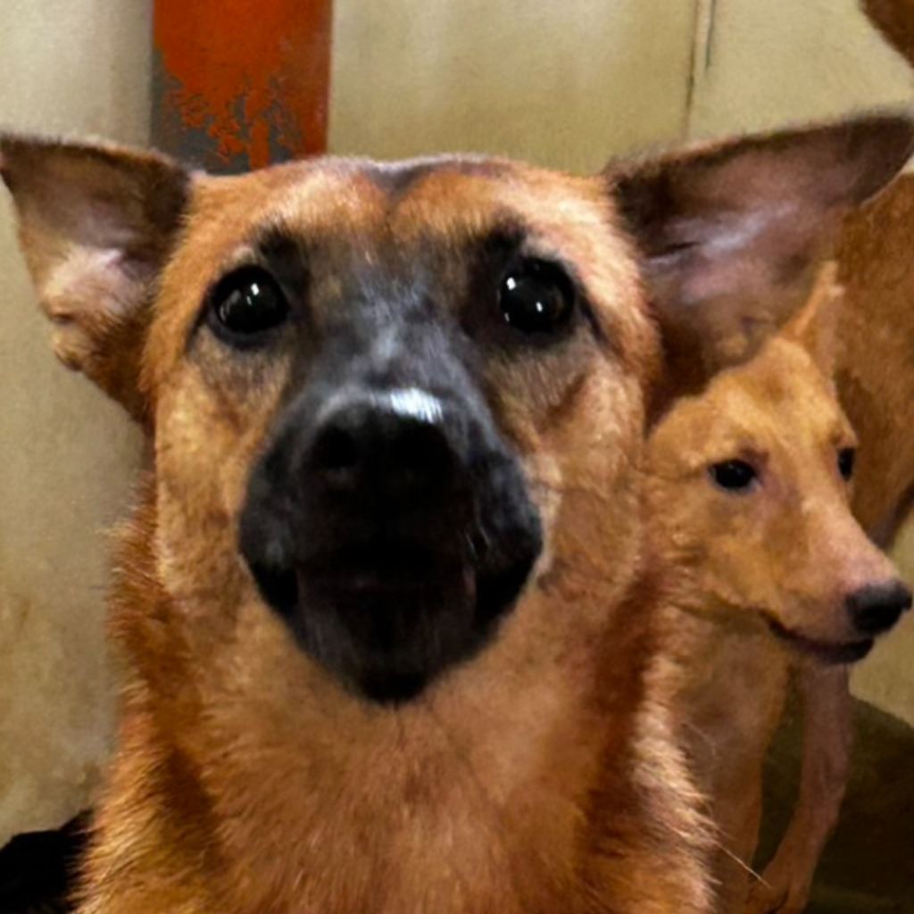 Photo of No. PAAAG1110307011, Adult · Female · Medium · Mixed breed