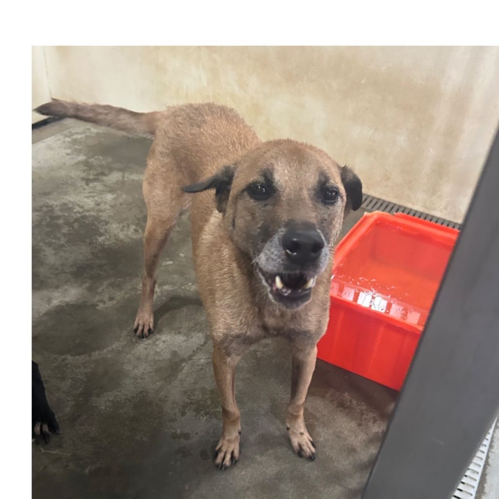 Photo of No. PAAAG105122233, Adult · Male · Large · Mixed breed