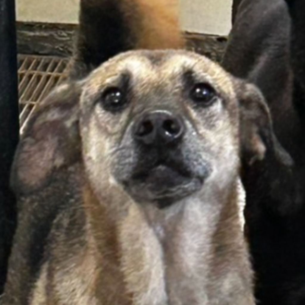 Black-and-tan adult male mixed-breed dog, Large, shelter no. …1044