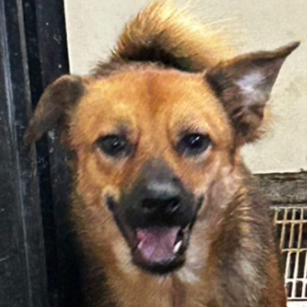 Black-and-tan adult male mixed-breed dog, Medium, shelter no. …0059
