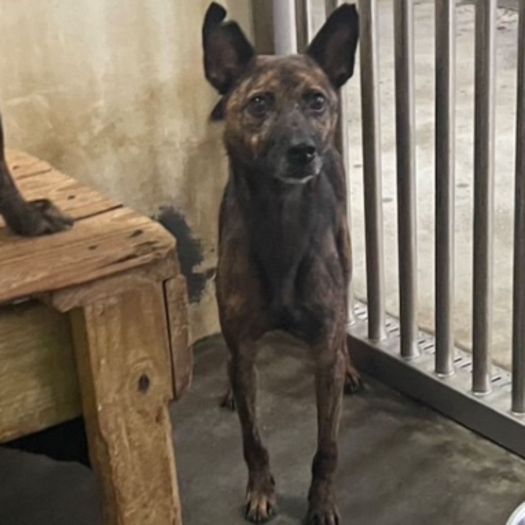 Photo of No. PAAAG1091223049, Adult · Female · Large · Mixed breed