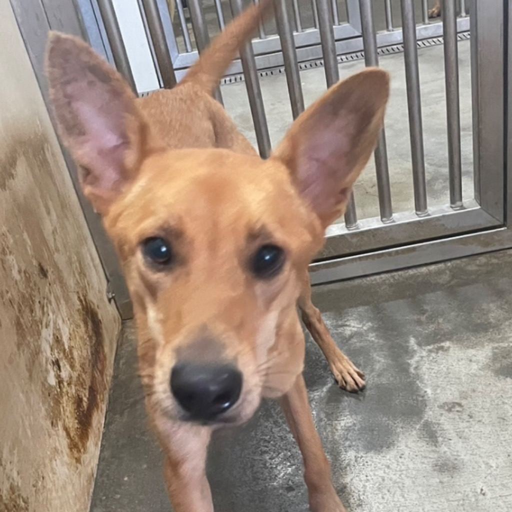 Photo of No. PAAAG1121207006, Adult · Female · Large · Mixed breed