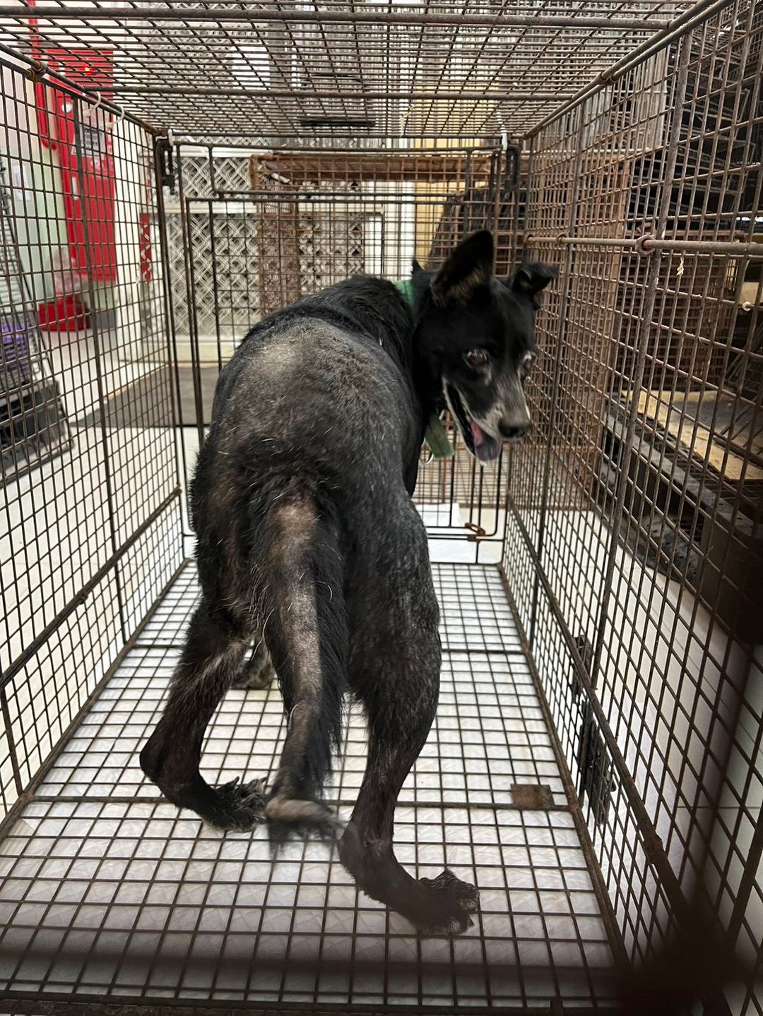 Photo of No. 1130925D01, Adult · Male · Medium · Mixed breed