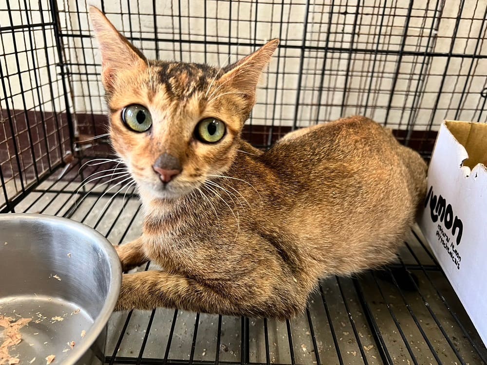 Photo of No. CAAAG1130929001, Adult · Female · Medium · Mixed breed