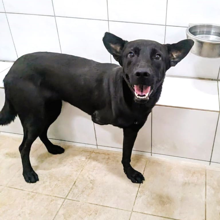 Photo of No. DAAAG1130916001, Adult · Female · Medium · Mixed breed