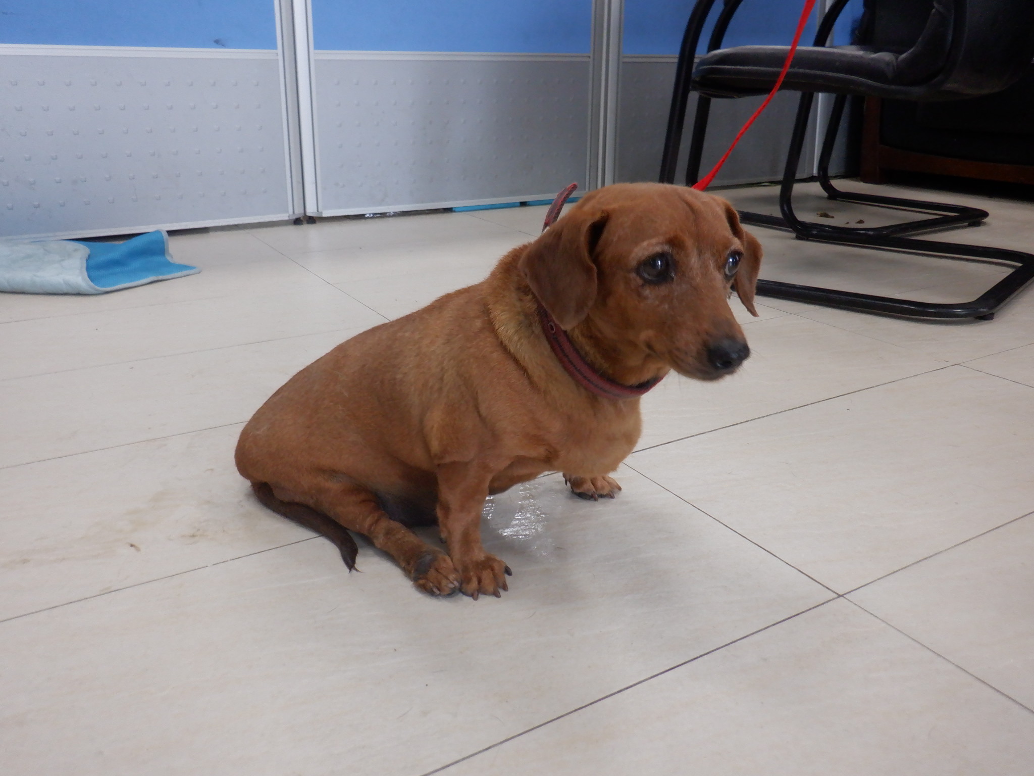 Photo of No. HAAAG1130930853, Adult · Female · Medium · dachshund