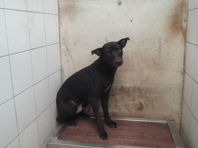 Black adult male mixed-breed dog, Medium, shelter no. …0301
