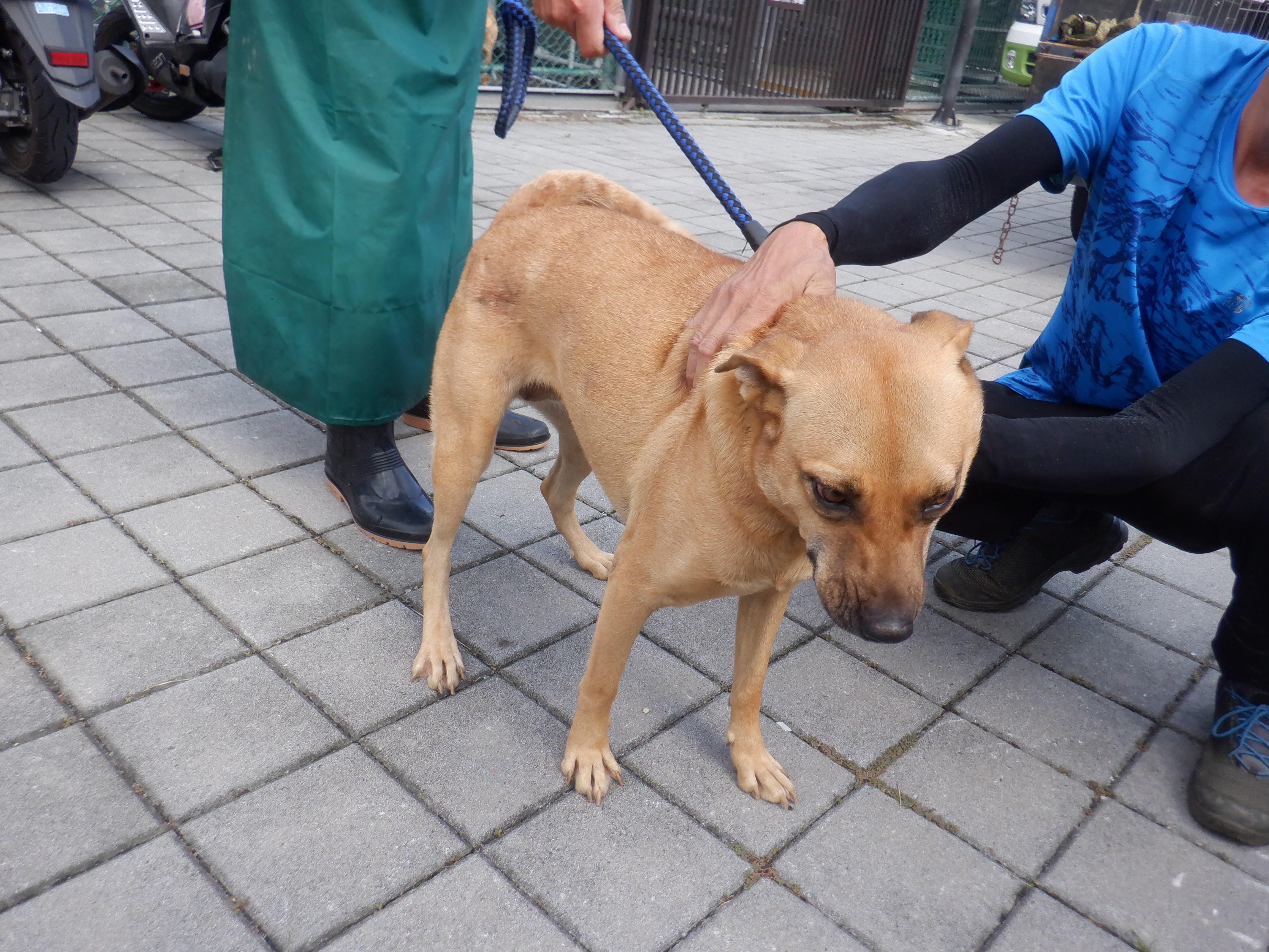 Photo of No. HAAAG1131009814, Adult · Female · Medium · Mixed breed