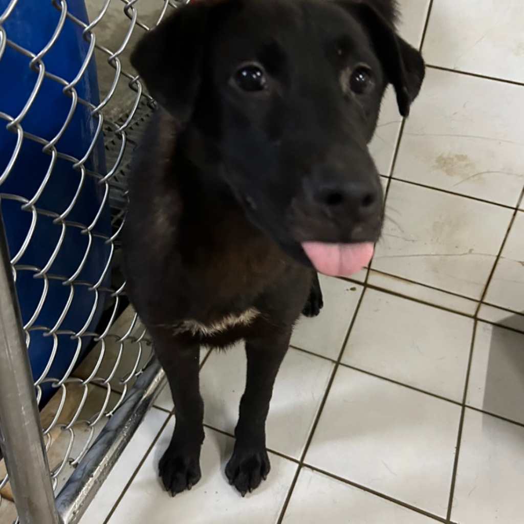 Photo of No. AAAIG1131010003, Young · Male · Medium · Mixed breed