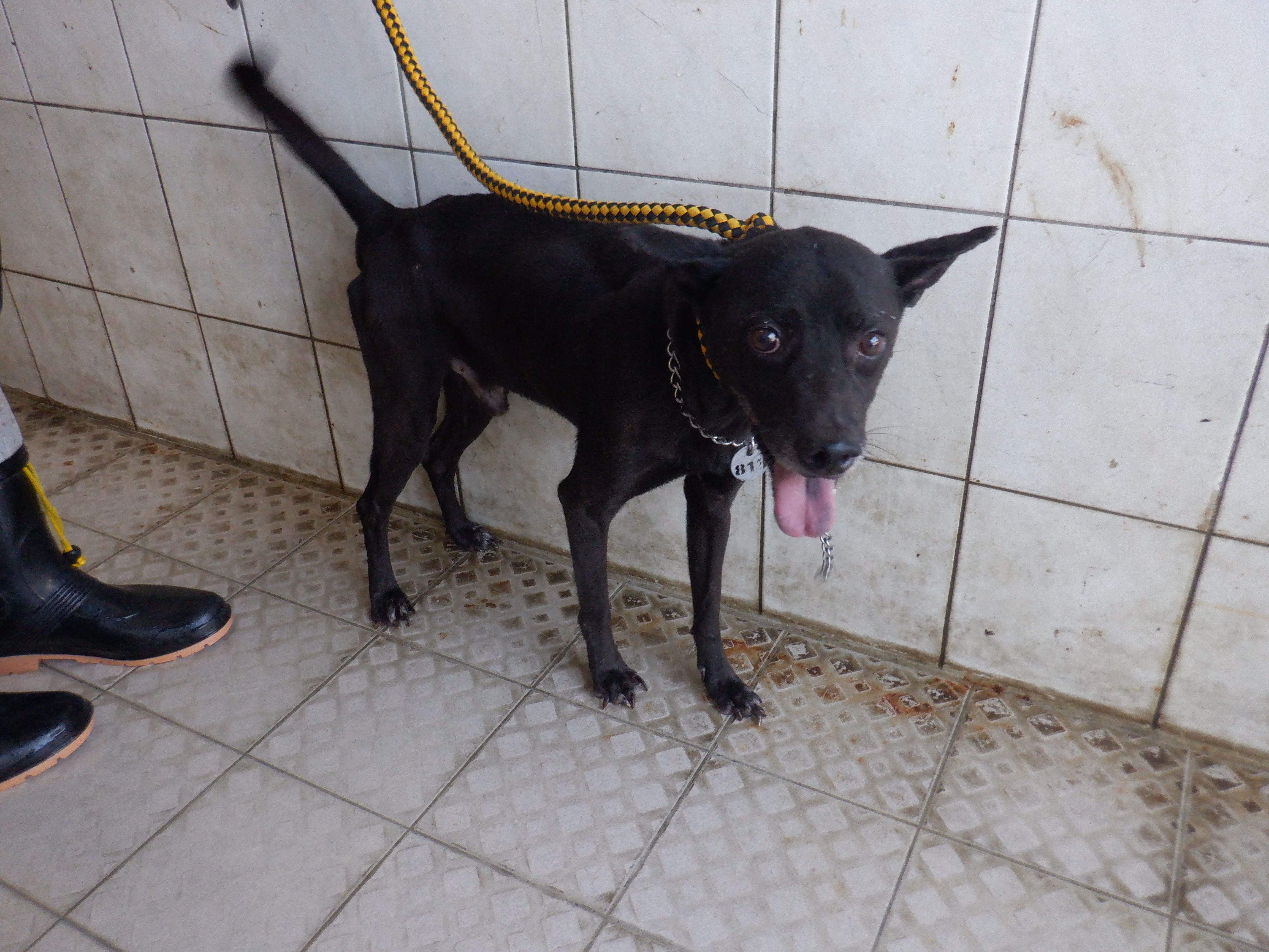 Photo of No. HAAAG1131011818, Adult · Male · Medium · Mixed breed
