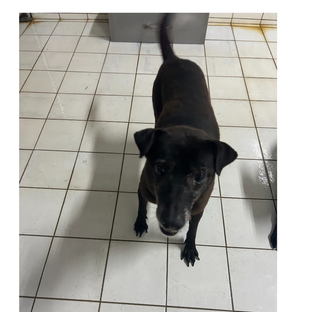 Photo of No. AAAIG106122103, Adult · Female · Small · Mixed breed