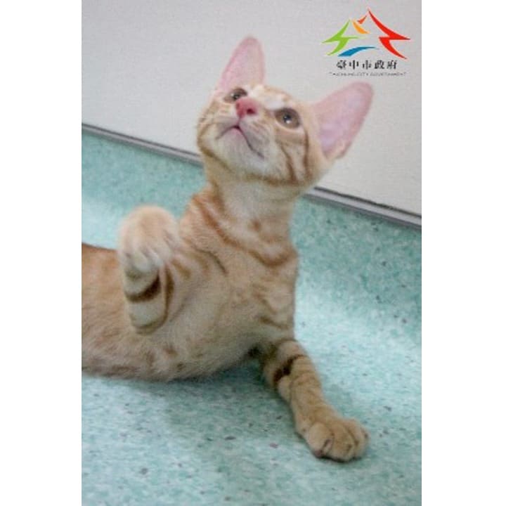 Photo of No. FAABG11309196003, Adult · Male · Small · Mixed breed