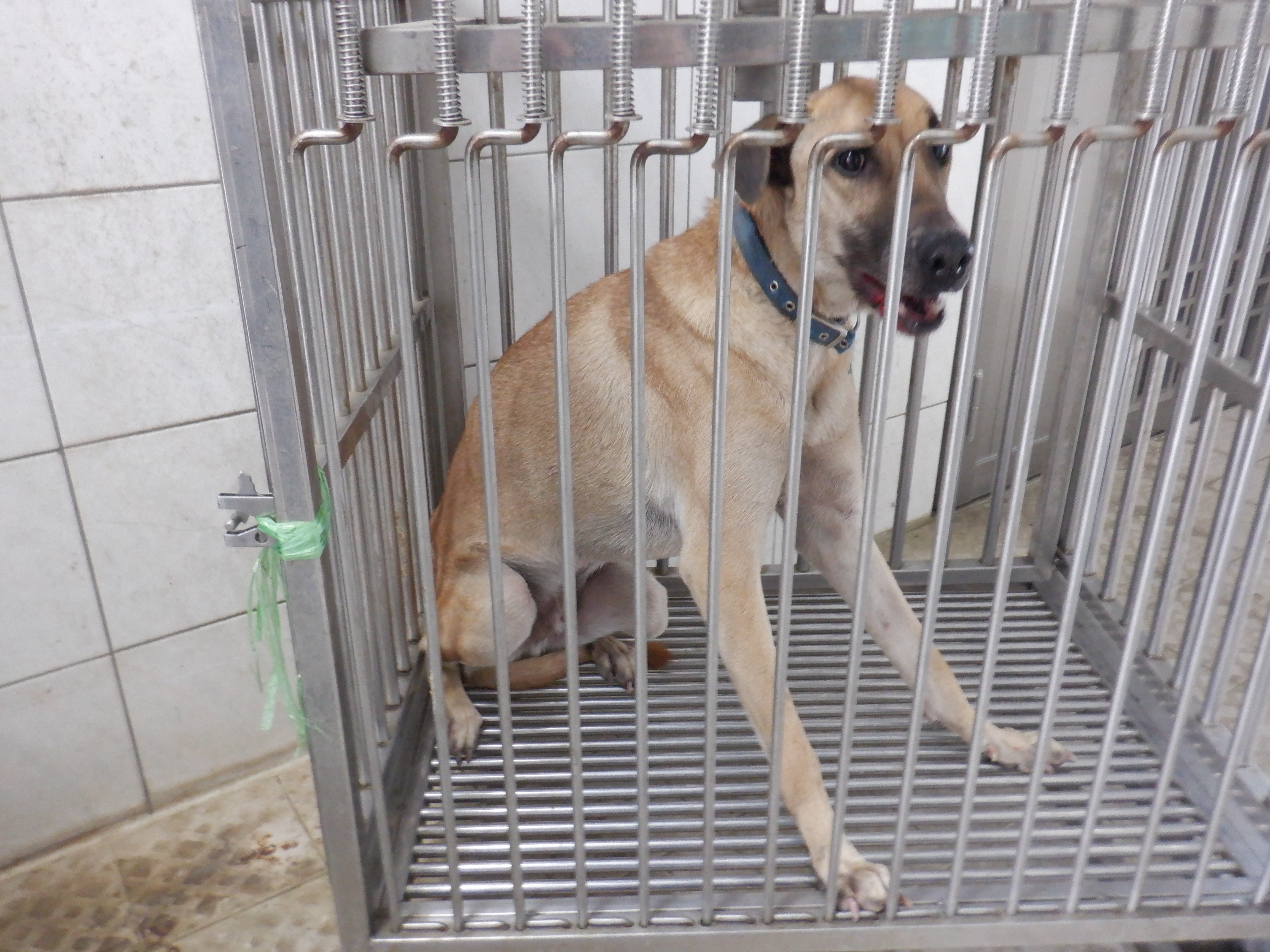Photo of No. HAAAG1131014845, Adult · Male · Medium · Mixed breed