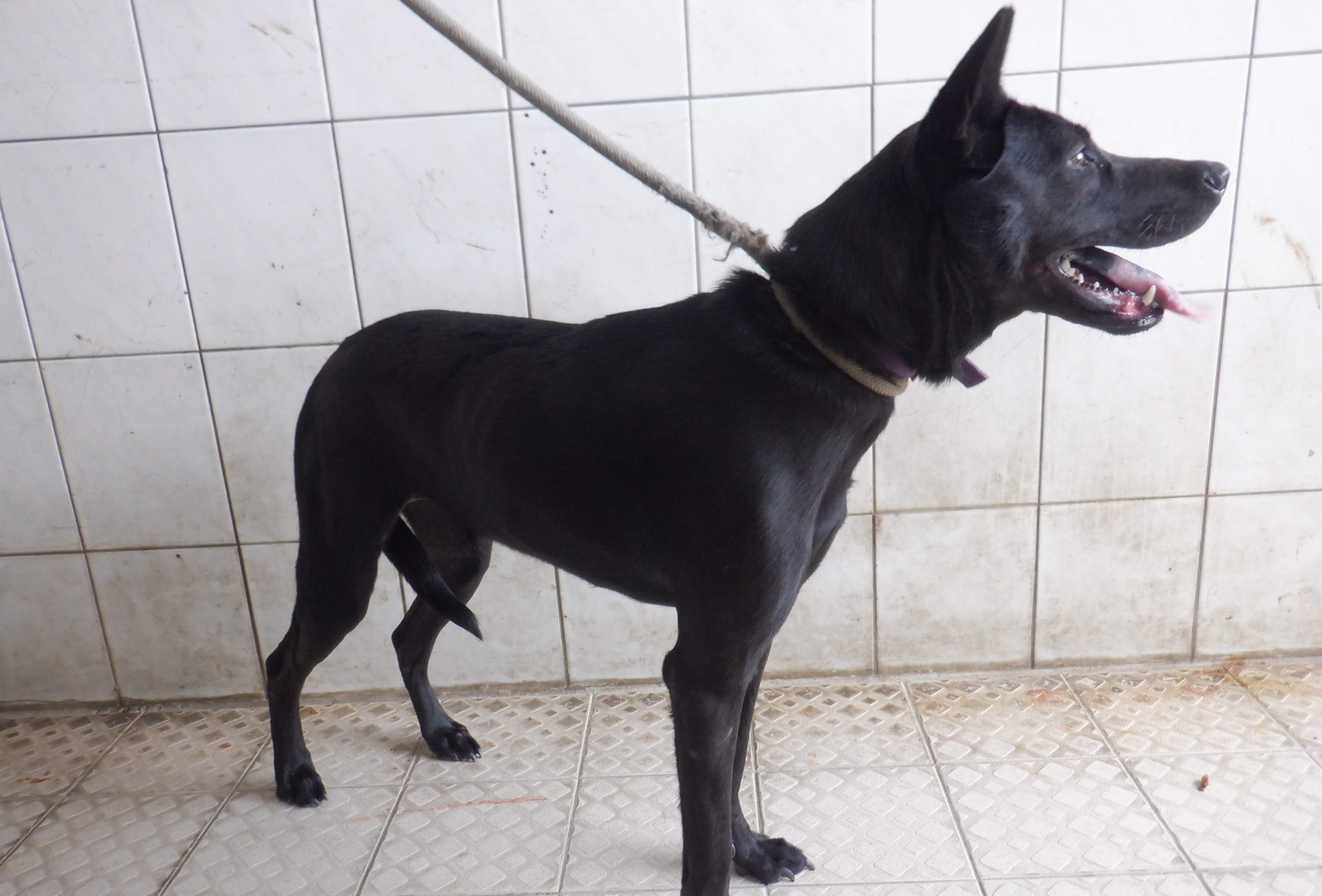 Photo of No. HAAAG1131014816, Adult · Female · Medium · Mixed breed