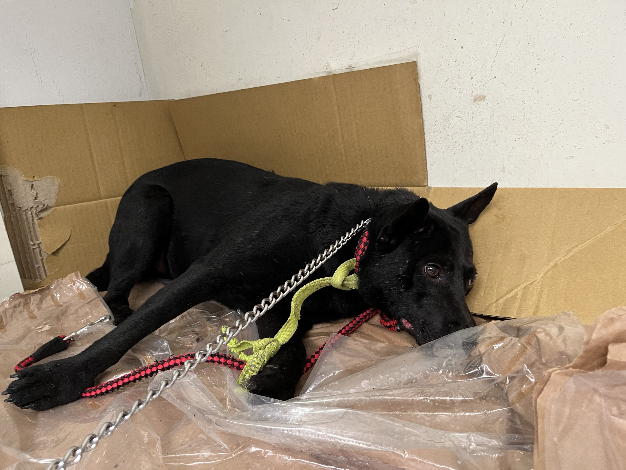 Photo of No. VAAAG113101506, Adult · Male · Medium · Mixed breed