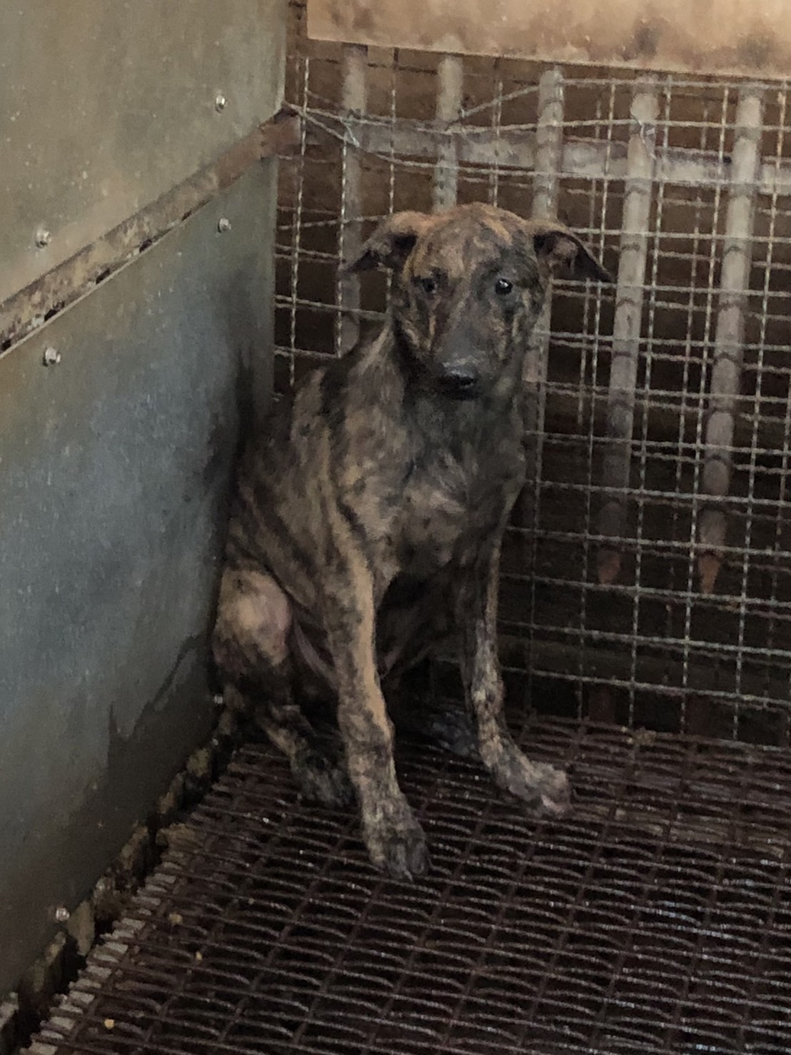 Photo of No. GAAAG1131017001, Young · Male · Small · Mixed breed