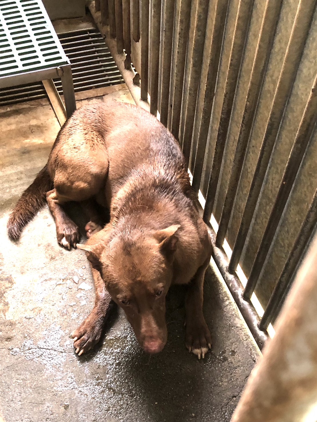 Photo of No. GAAAG1131018003, Adult · Male · Medium · Mixed breed