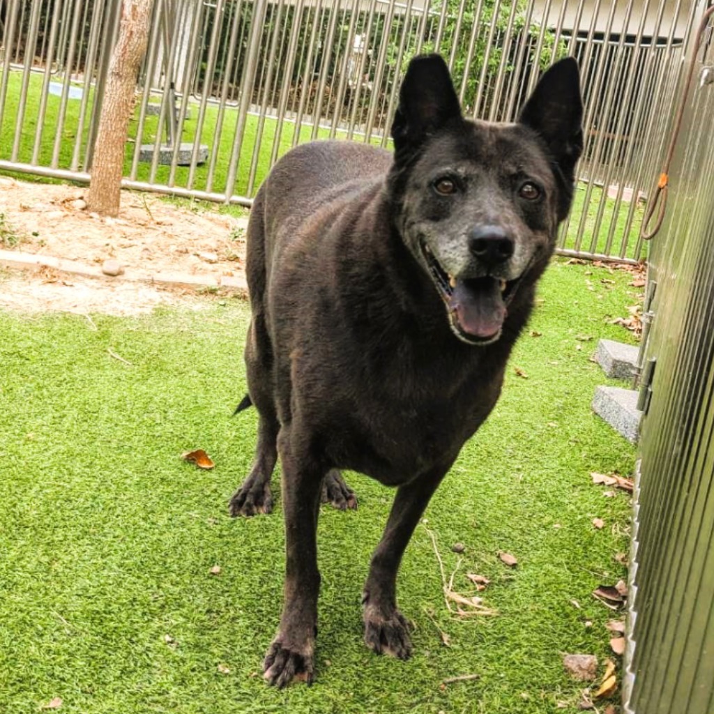 Photo of No. DAAAG1120912002, Adult · Female · Large · Mixed breed