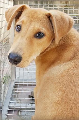 Photo of No. FAAAG11310200004, Adult · Male · Medium · Mixed breed