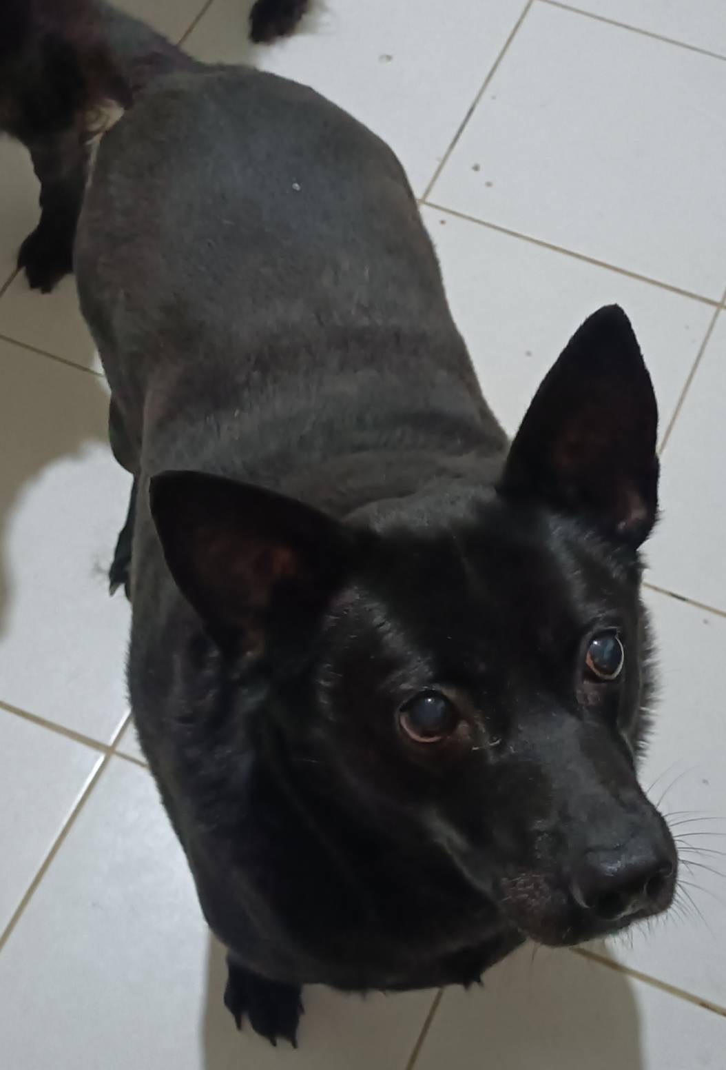 Black adult female mixed-breed dog, Medium, shelter no. …1002