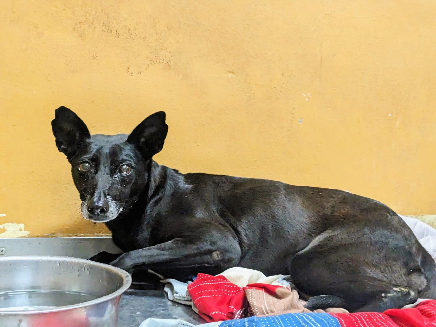 Black adult female mixed-breed dog, Medium, shelter no. …5008