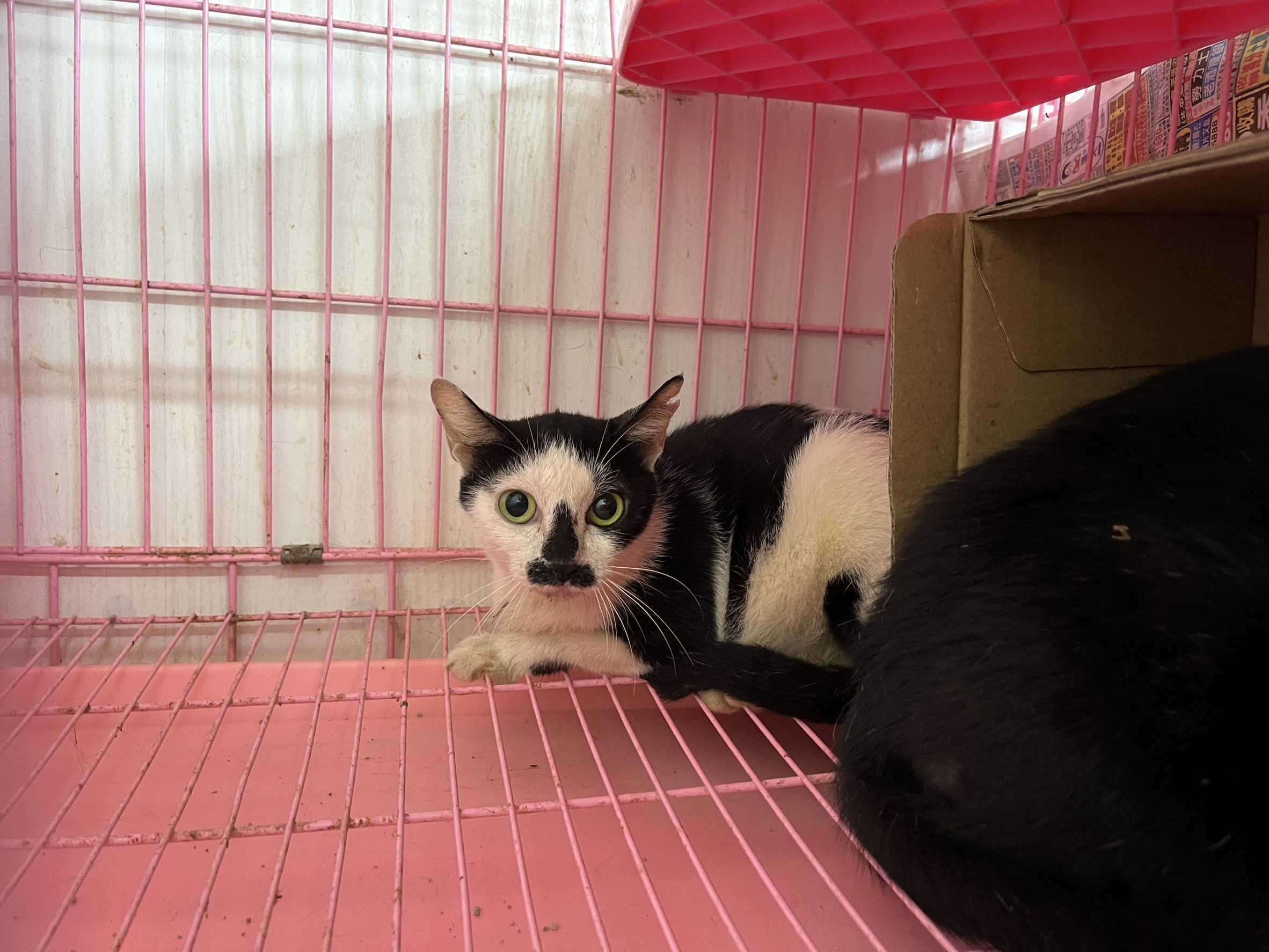 Photo of No. VAAAG113102806, Adult · Female · Medium · Mixed breed