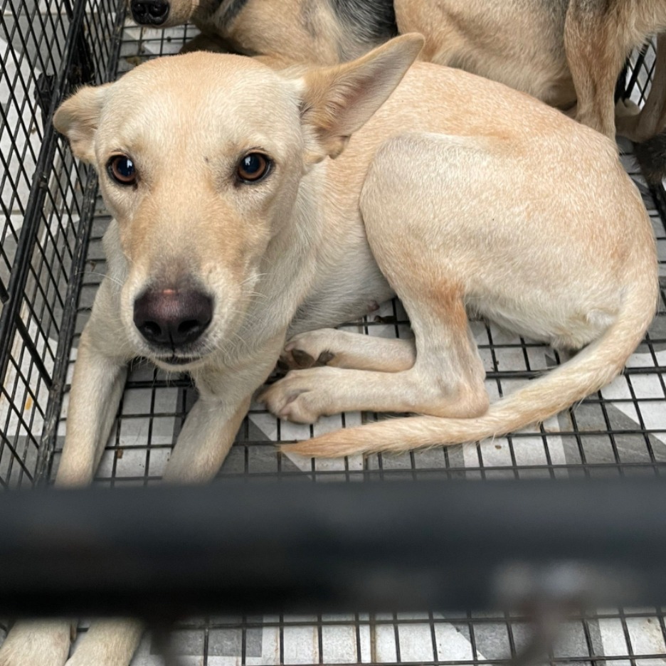 Tan-and-white adult female mixed-breed dog, Medium, shelter no. …9005