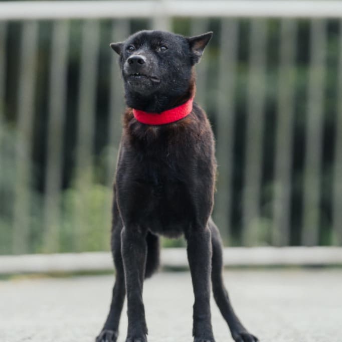 Photo of No. AAAJG1130902004, Adult · Male · Medium · Mixed breed