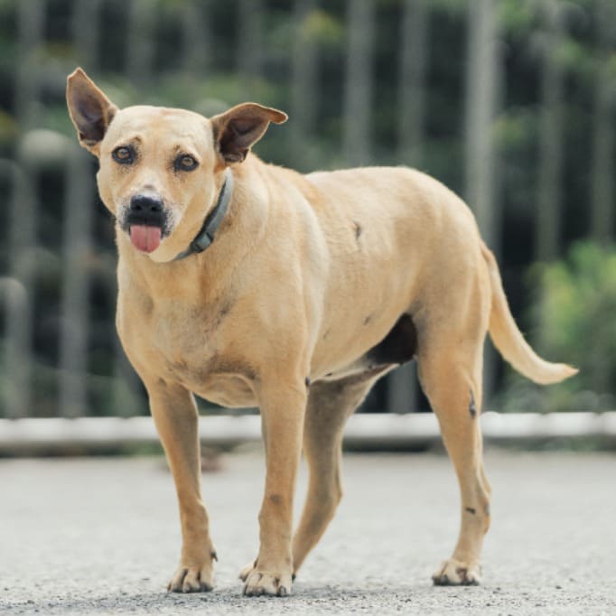 Photo of No. AAAJG1120809001, Adult · Female · Medium · Mixed breed