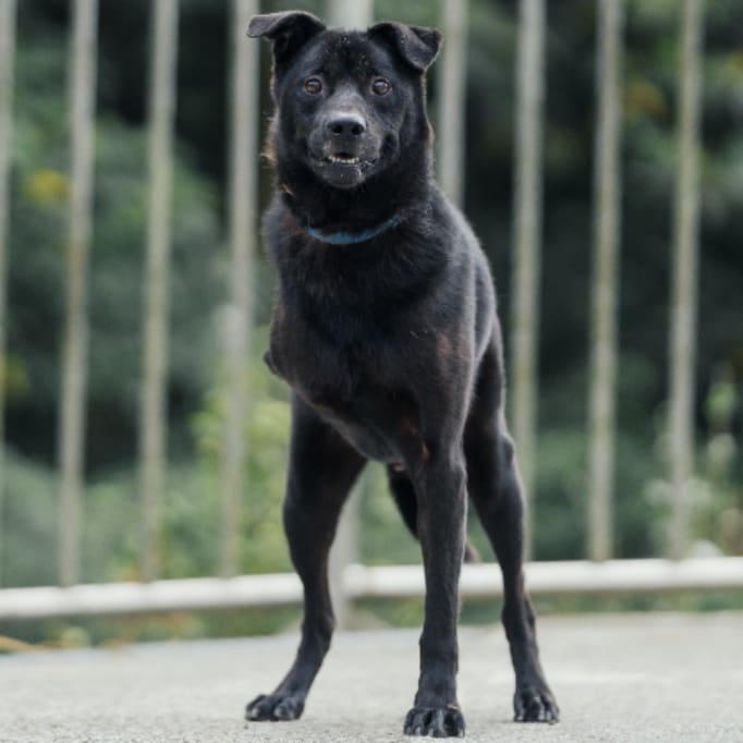 Photo of No. AAAJG1090915001, Adult · Male · Medium · Mixed breed