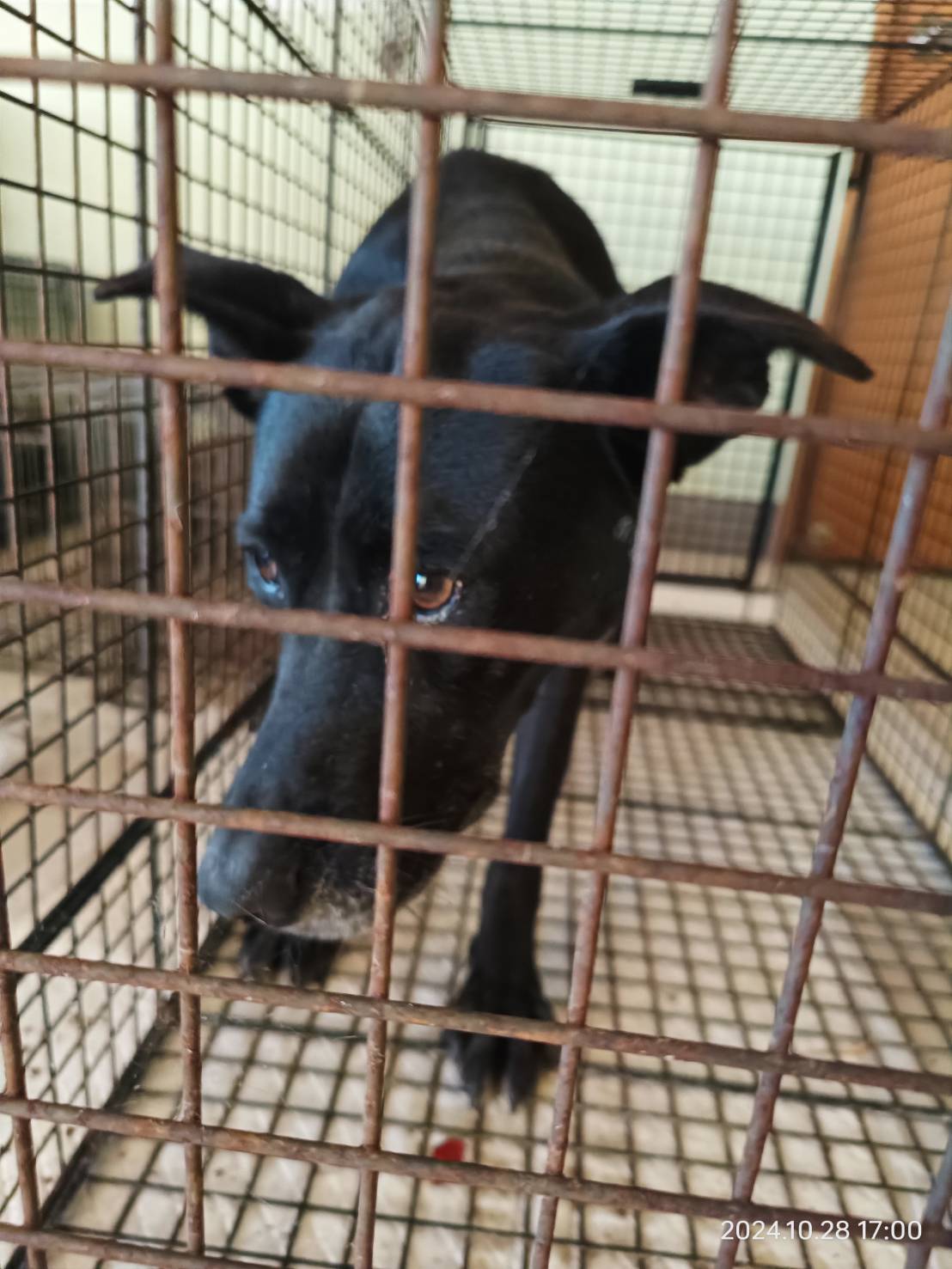 Photo of No. 1131028D01, Adult · Female · Medium · Mixed breed