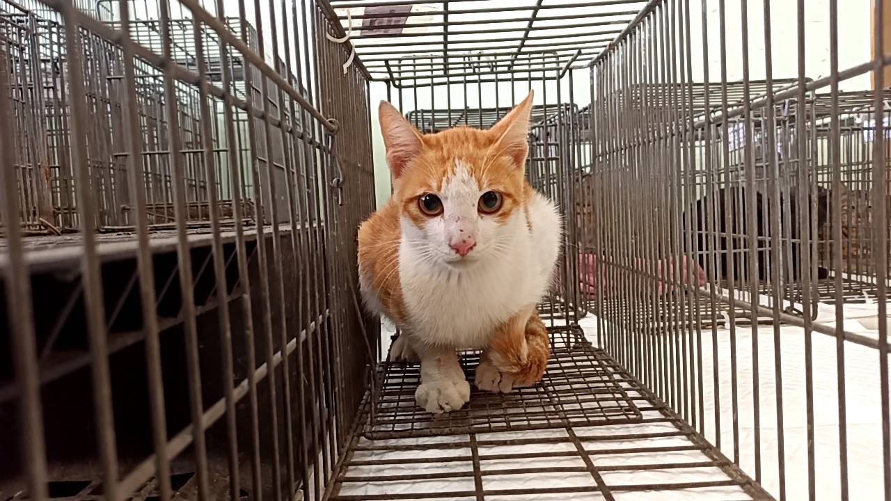 Photo of No. 1131030C02, Adult · Male · Small · Mixed breed