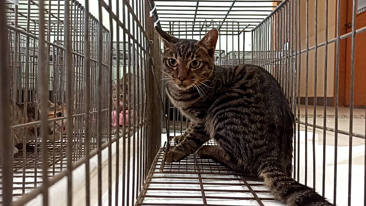Young male mixed-breed cat, Small, shelter no. …0C04