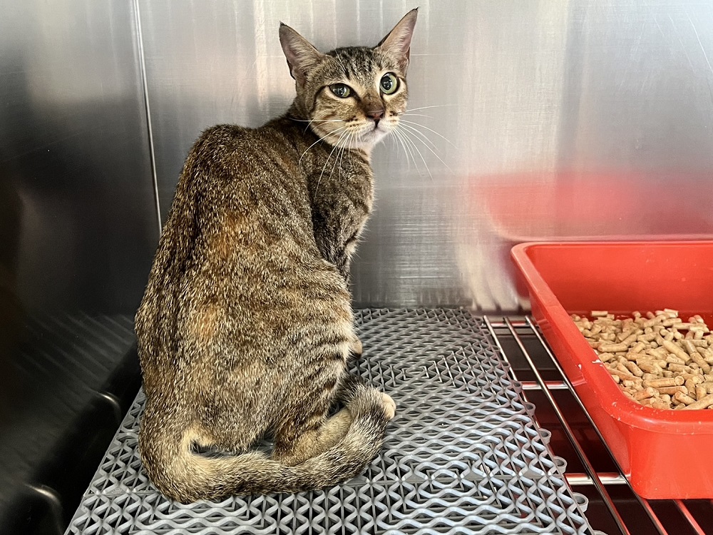 Photo of No. CAAAG1131104002, Adult · Female · Medium · Mixed breed