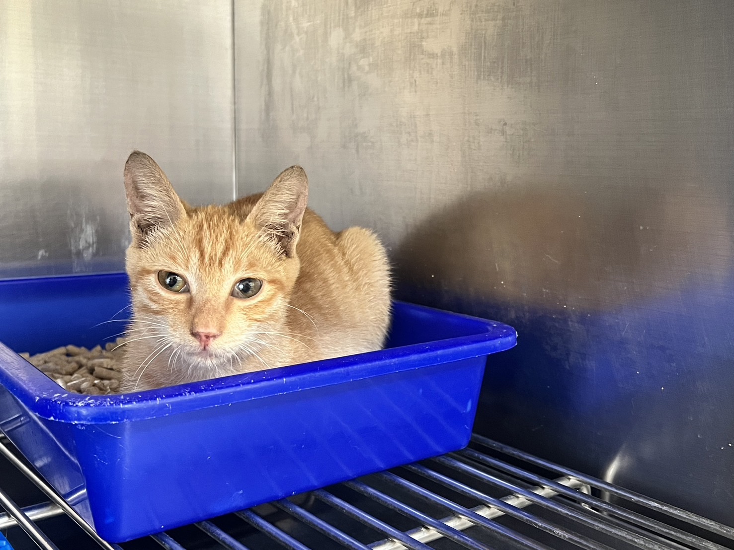 Photo of No. CAAAG1131104004, Adult · Male · Medium · Mixed breed