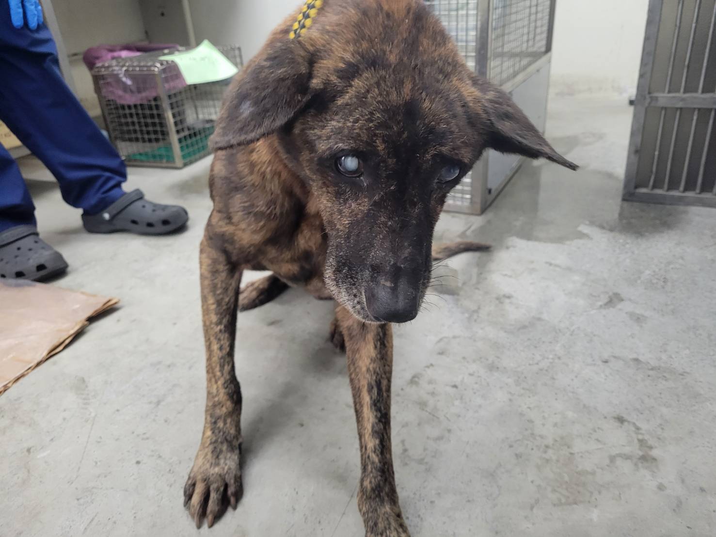 Photo of No. VAAAG113111102, Adult · Male · Medium · Mixed breed